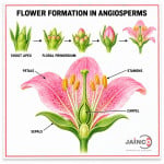 Flower Formation in Angiosperms